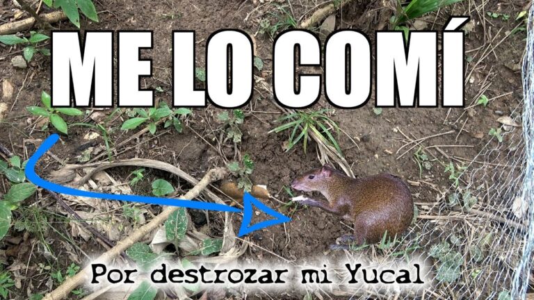 Sabores Auténticos: La Tradición Gastronómica de los Platos de Cacería